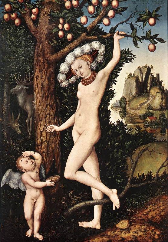 CRANACH, Lucas the Elder Cupid Complaining to Venus df Germany oil painting art